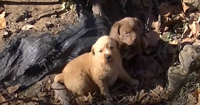 Los rescatistas usan un dron para encontrar a un perro