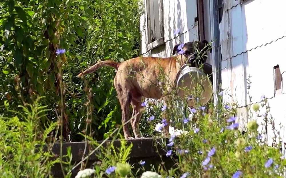 Perro abandonado lleva un tazon vacio de puerta en puerta