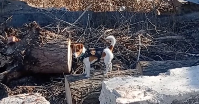 Perro ucraniano encuentra 90 bombas rusas con su nariz y