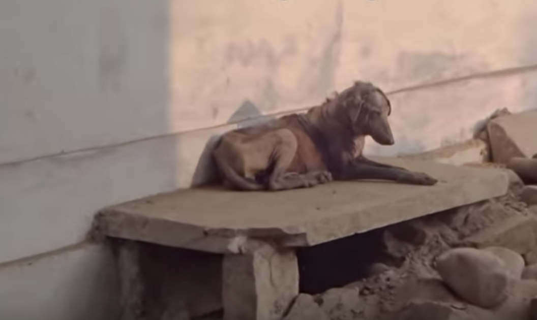 Sacan a pasear al perro mas alla del borde de