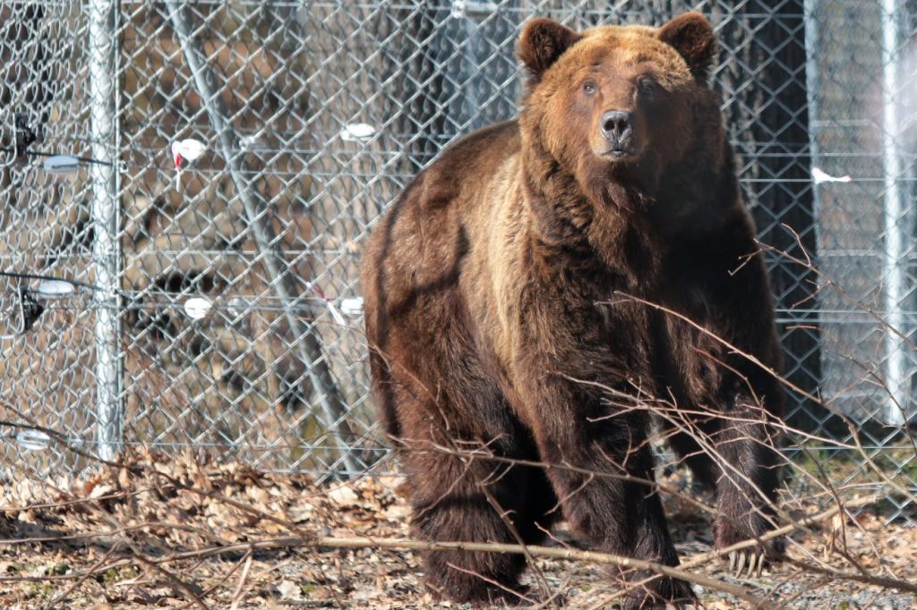 1648789334 Oso negro evacuado con exito de Ucrania al area protegida