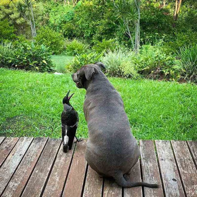 1648875818 444 un pajaro rescatado ama a este perrito como a su