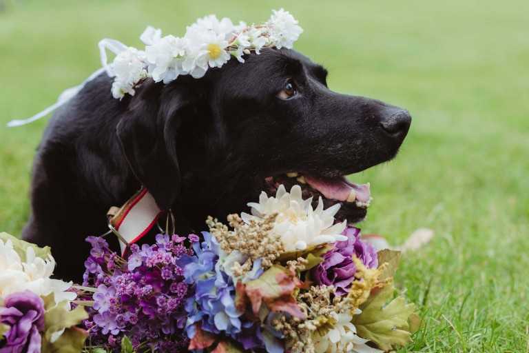 1649307864 77 el perro moribundo de la novia fue llevado al altar