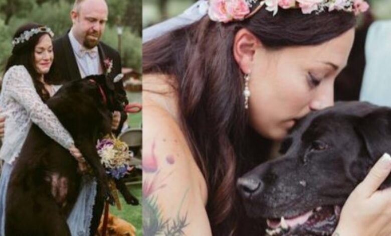 1649307865 el perro moribundo de la novia fue llevado al altar