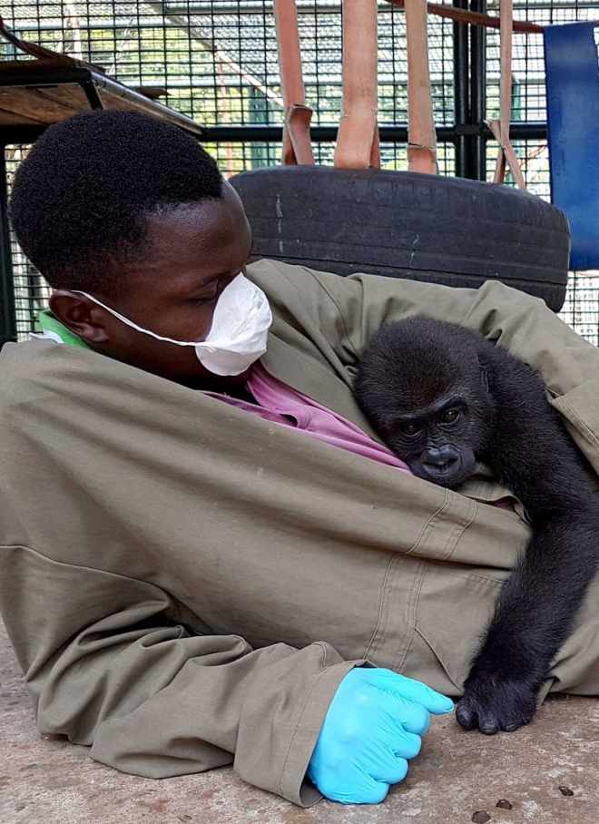 1649308220 621 bebe gorila se abraza a su cuidador tras ser rescatado