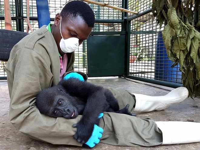 1649308220 94 bebe gorila se abraza a su cuidador tras ser rescatado