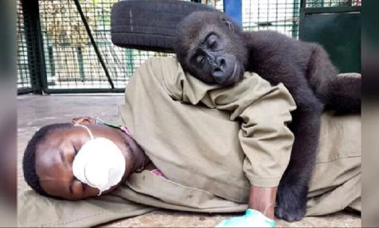 1649308221 bebe gorila se abraza a su cuidador tras ser rescatado