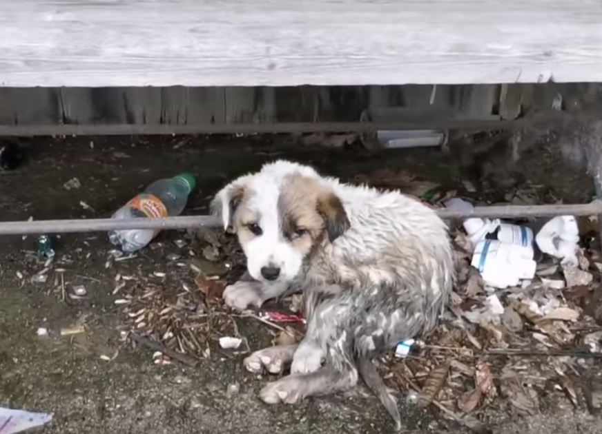 1649567365 651 mujer contiene sollozos mientras agarra a un perro cubierto de