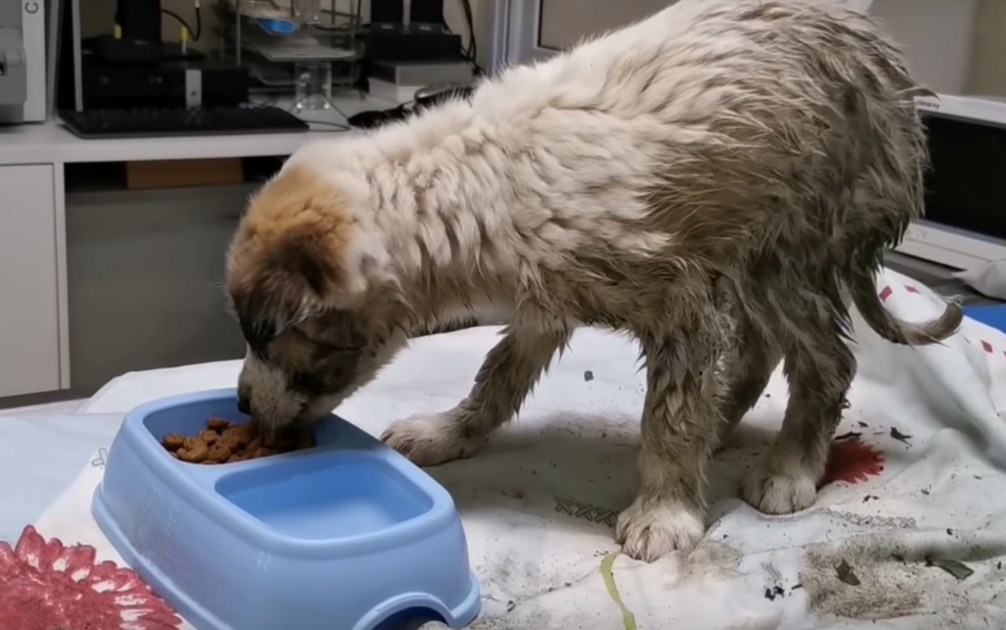 1649567366 173 mujer contiene sollozos mientras agarra a un perro cubierto de