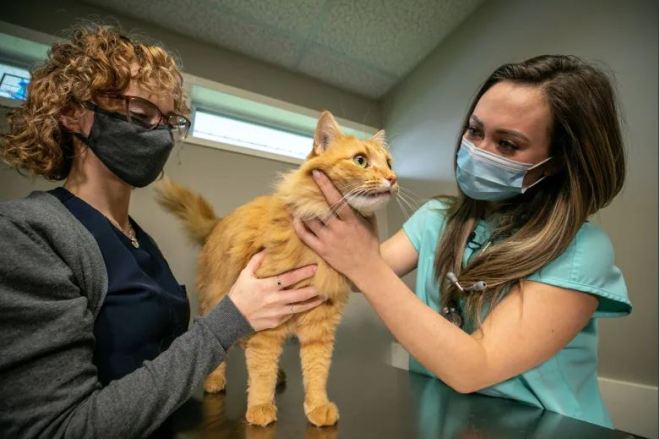 1649654173 581 bc esta duplicando plazas para estudiantes de veterinaria debido a