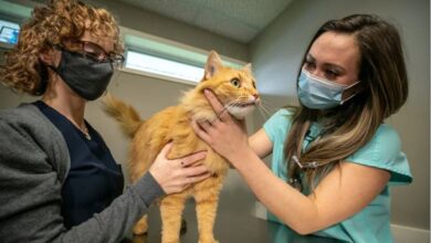 1649654173 bc esta duplicando plazas para estudiantes de veterinaria debido a