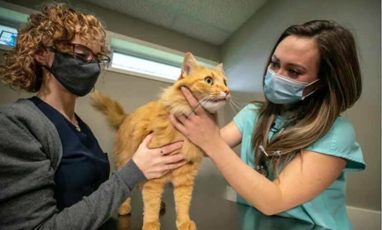 1649654173 bc esta duplicando plazas para estudiantes de veterinaria debido a