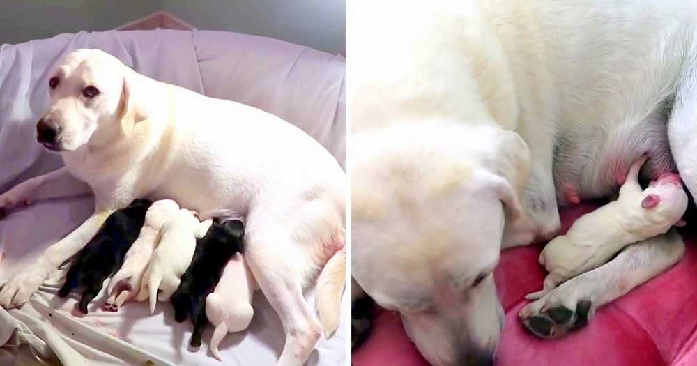 1649913269 62 mama perra intenta desesperadamente salvar a su cachorro mas debil