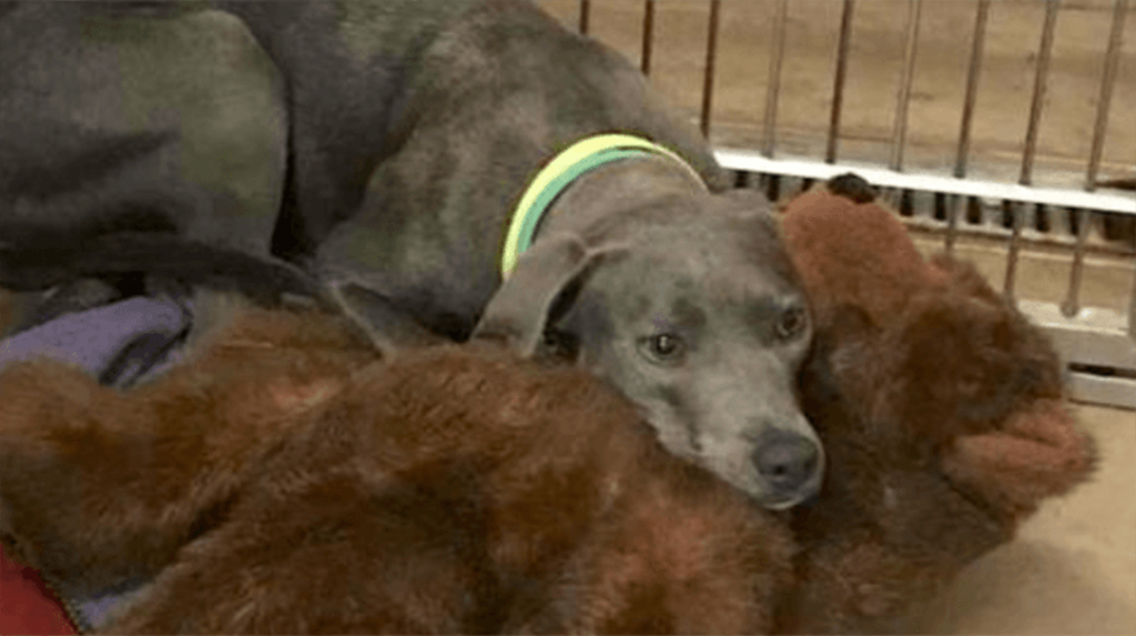 1650086231 Una perra leal que fue abandonada en el refugio de