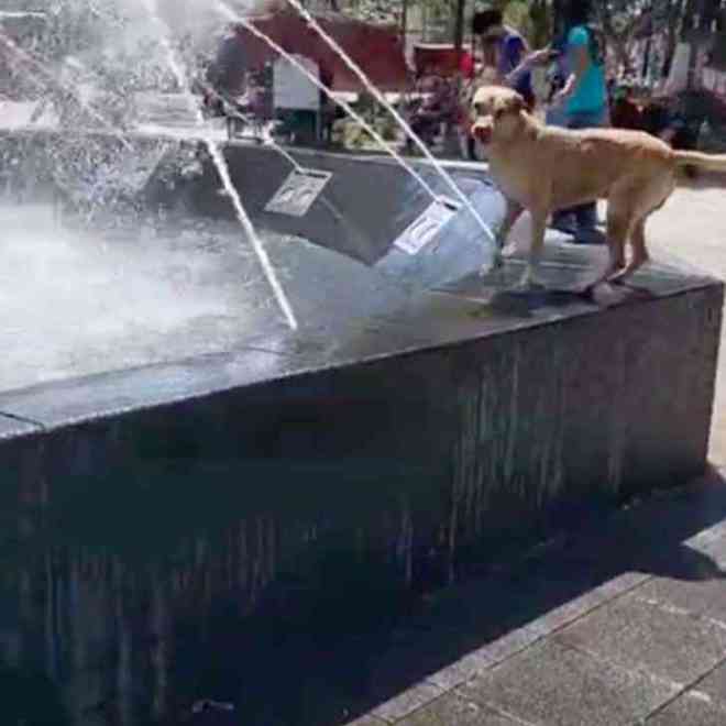 1650211104 954 cachorro espera pacientemente a que se encienda una fuente para