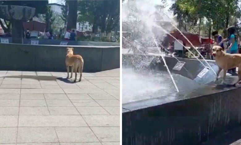 1650211104 cachorro espera pacientemente a que se encienda una fuente para