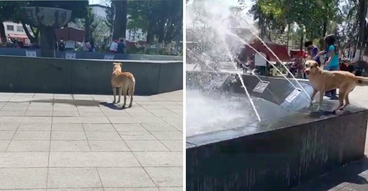 1650211104 Cachorro espera pacientemente a que se encienda una fuente para