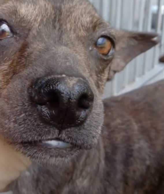 1650816693 734 rescatistas siguen al perro callejero hambriento y enfermo hasta que