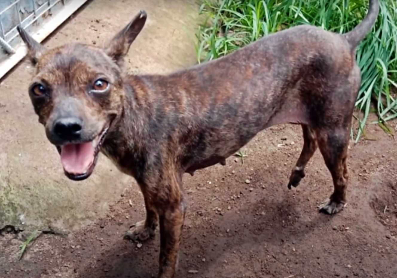 1650816693 930 rescatistas siguen al perro callejero hambriento y enfermo hasta que