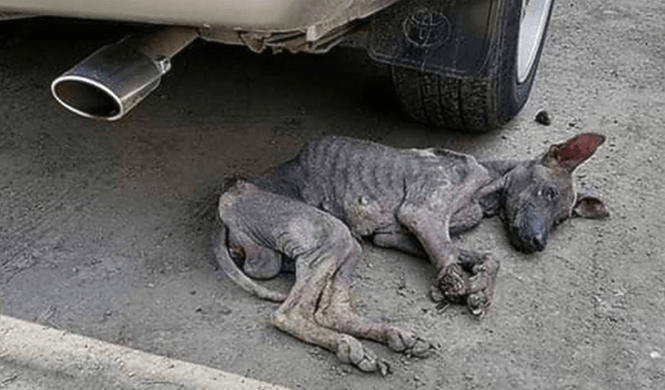 1650816693 rescatistas siguen al perro callejero hambriento y enfermo hasta que