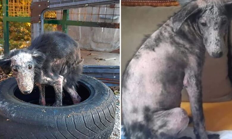 1650816905 perro enfermo que vivia en una llanta es rescatado y