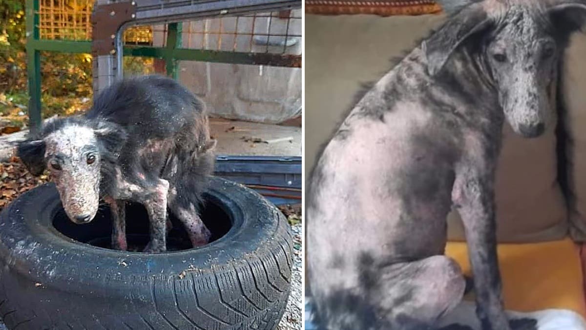 1650816905 Perro enfermo que vivia en una llanta es rescatado y