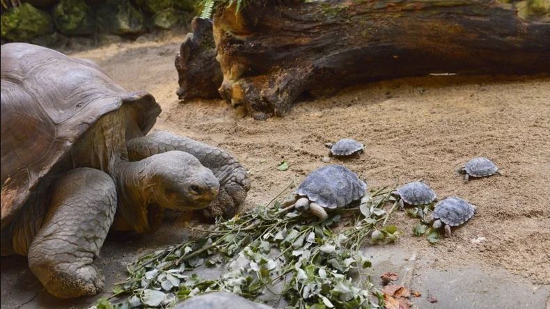 1651076493 Tortuga de 80 anos en peligro de extincion es madre