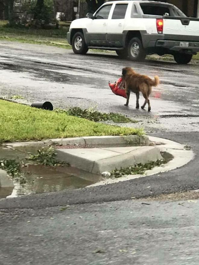 1651162955 561 29 fotos extranamente divertidas de personas y animales que aceptan