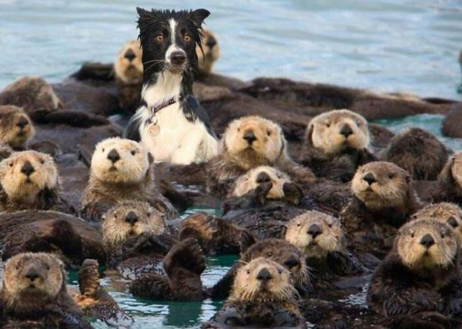 1651162955 725 29 fotos extranamente divertidas de personas y animales que aceptan