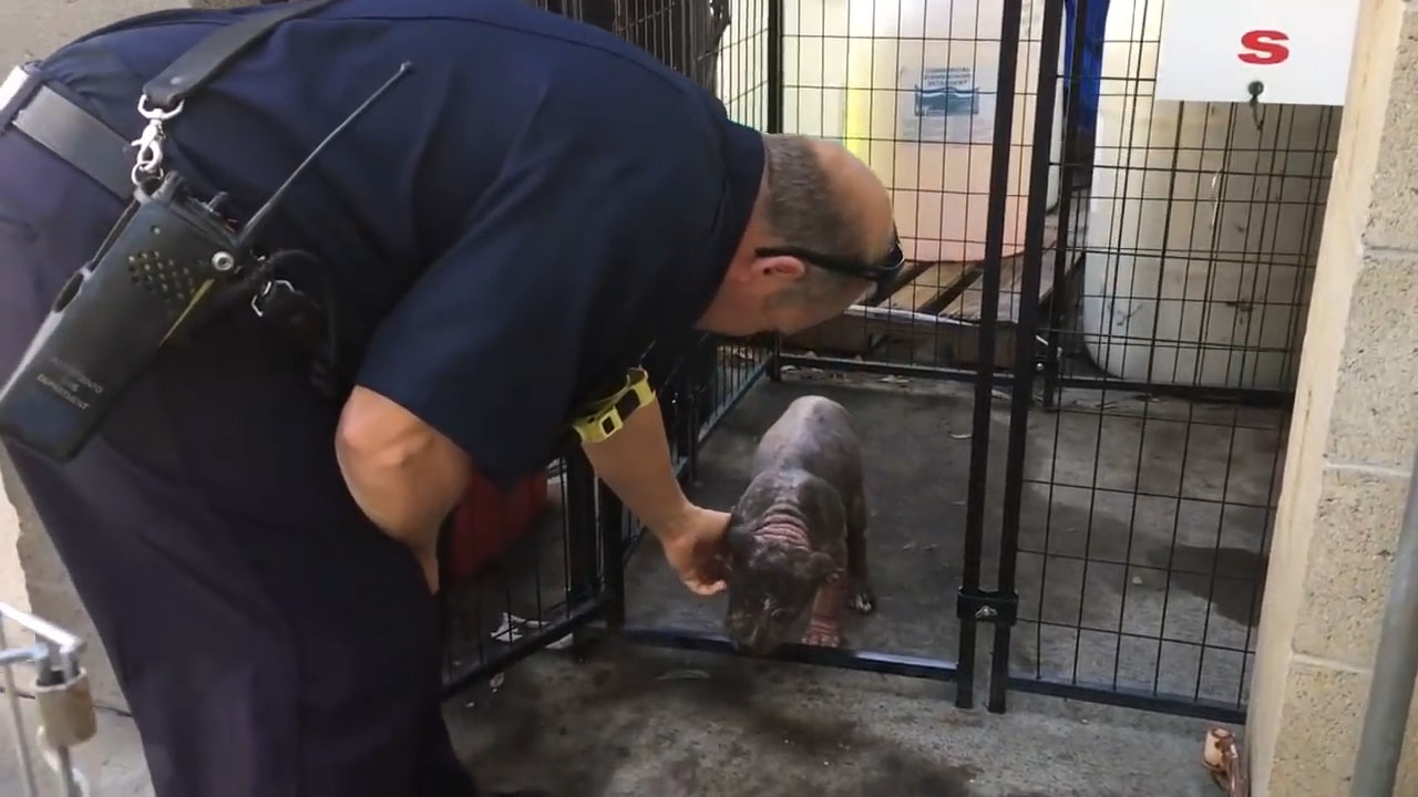 1651249144 934 una cachorra pitbull deprimida en un refugio de animales encuentra