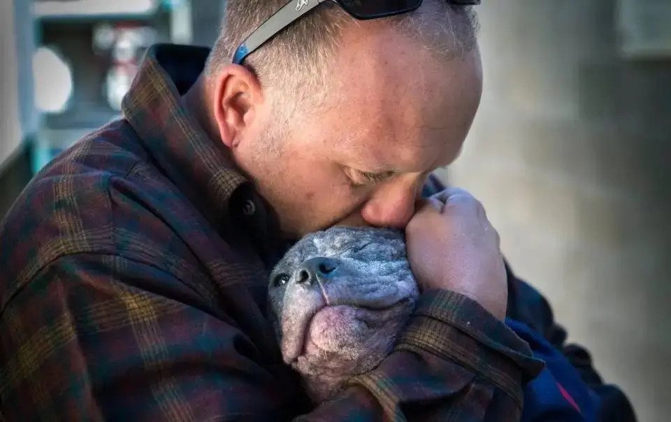 1651249145 25 una cachorra pitbull deprimida en un refugio de animales encuentra