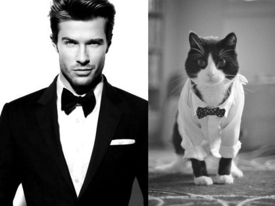 1651335871 185 ¿Quien lo hace mejor ¡34 modelos masculinos contra gatos