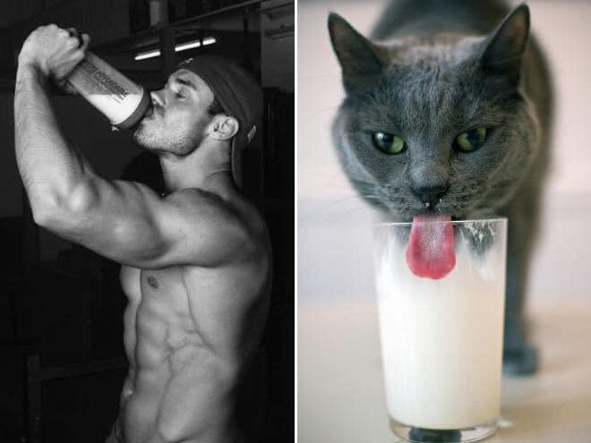 1651335871 518 ¿Quien lo hace mejor ¡34 modelos masculinos contra gatos