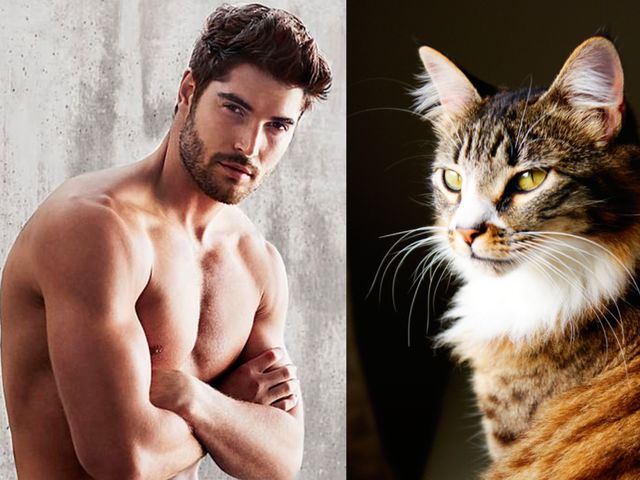 1651335871 673 ¿Quien lo hace mejor ¡34 modelos masculinos contra gatos