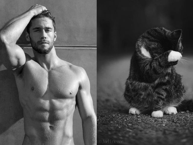 1651335871 744 ¿Quien lo hace mejor ¡34 modelos masculinos contra gatos