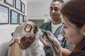 Bc esta duplicando plazas para estudiantes de veterinaria debido a