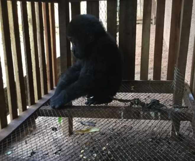Bebe gorila se abraza a su cuidador tras ser rescatado