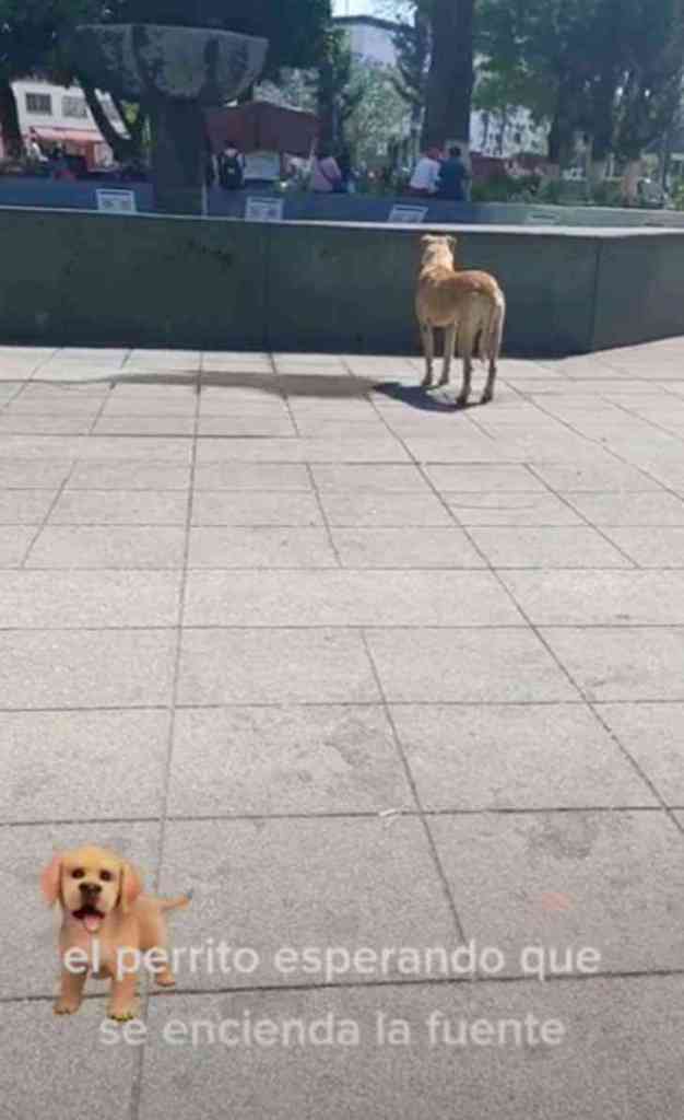 Cachorro espera pacientemente a que se encienda una fuente para