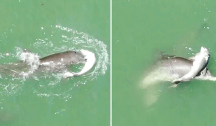 Delfin desconsolado no quiere soltar el cuerpo de su bebe