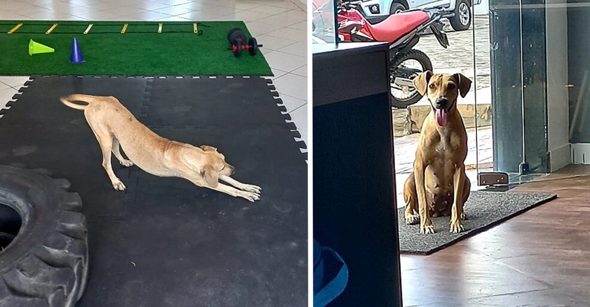 El perro ingreso a un gimnasio se estiro y finalmente