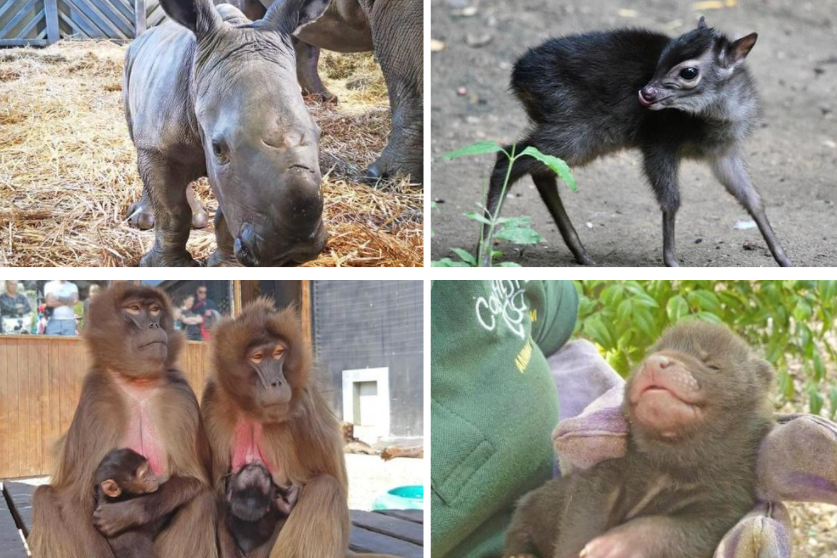 Los nacimientos mas adorables en el zoologico de Colchester que