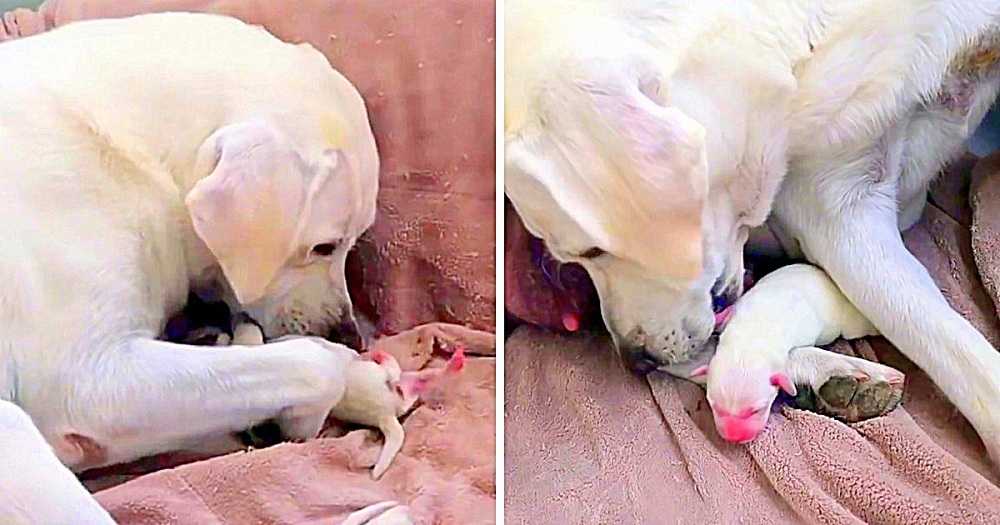 Mama perra intenta desesperadamente salvar a su cachorro mas debil