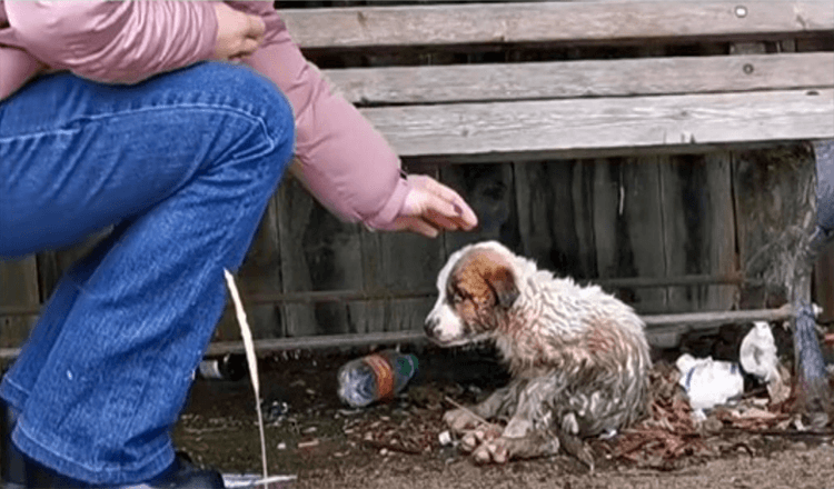 Mujer contiene sollozos mientras agarra a un perro cubierto de