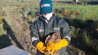 Serfor solto un buho que habria sido adiestrado para la