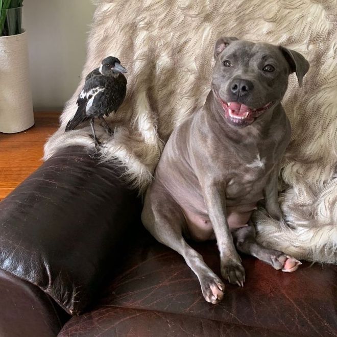 Un pajaro rescatado ama a este perrito como a su