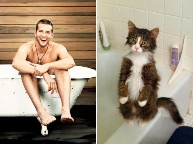 Quien lo hace mejor ¡34 modelos masculinos contra gatos