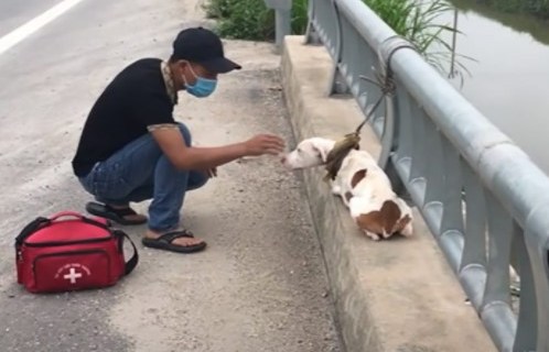 1651422395 174 un cachorro abandonado atado a un puente es rescatado y