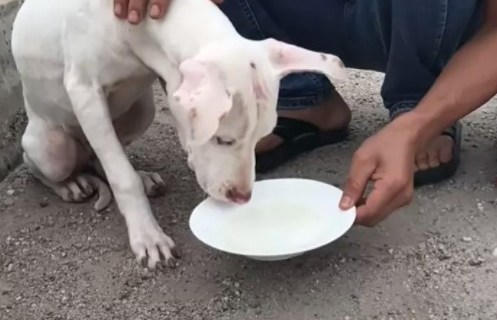 1651422395 344 un cachorro abandonado atado a un puente es rescatado y