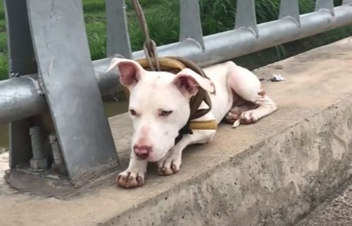 1651422395 829 un cachorro abandonado atado a un puente es rescatado y