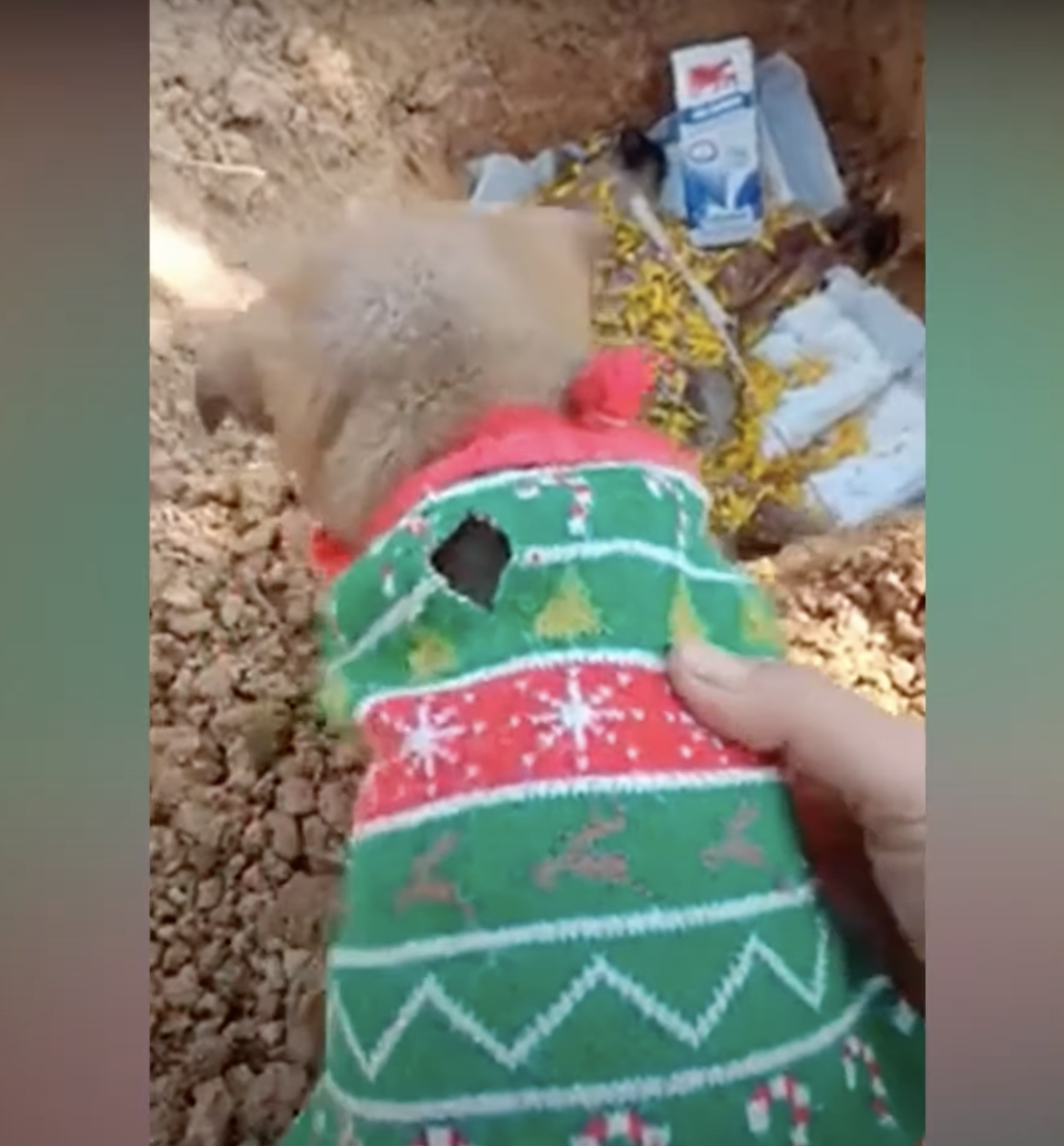 1652027455 835 el cachorro abandonado le grito a su hermana que despertara